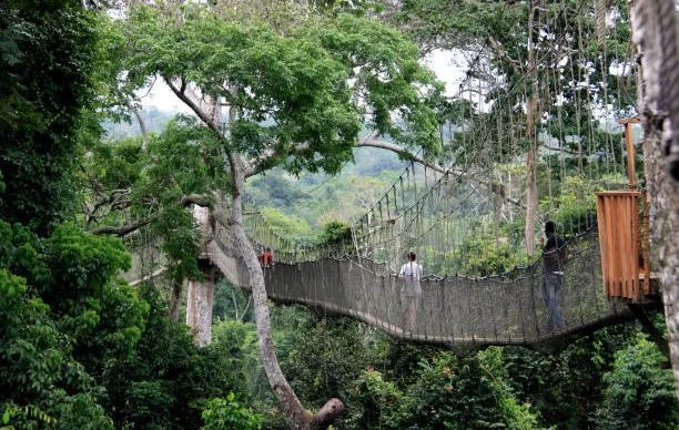 Kakum canopy walkway in Ghana