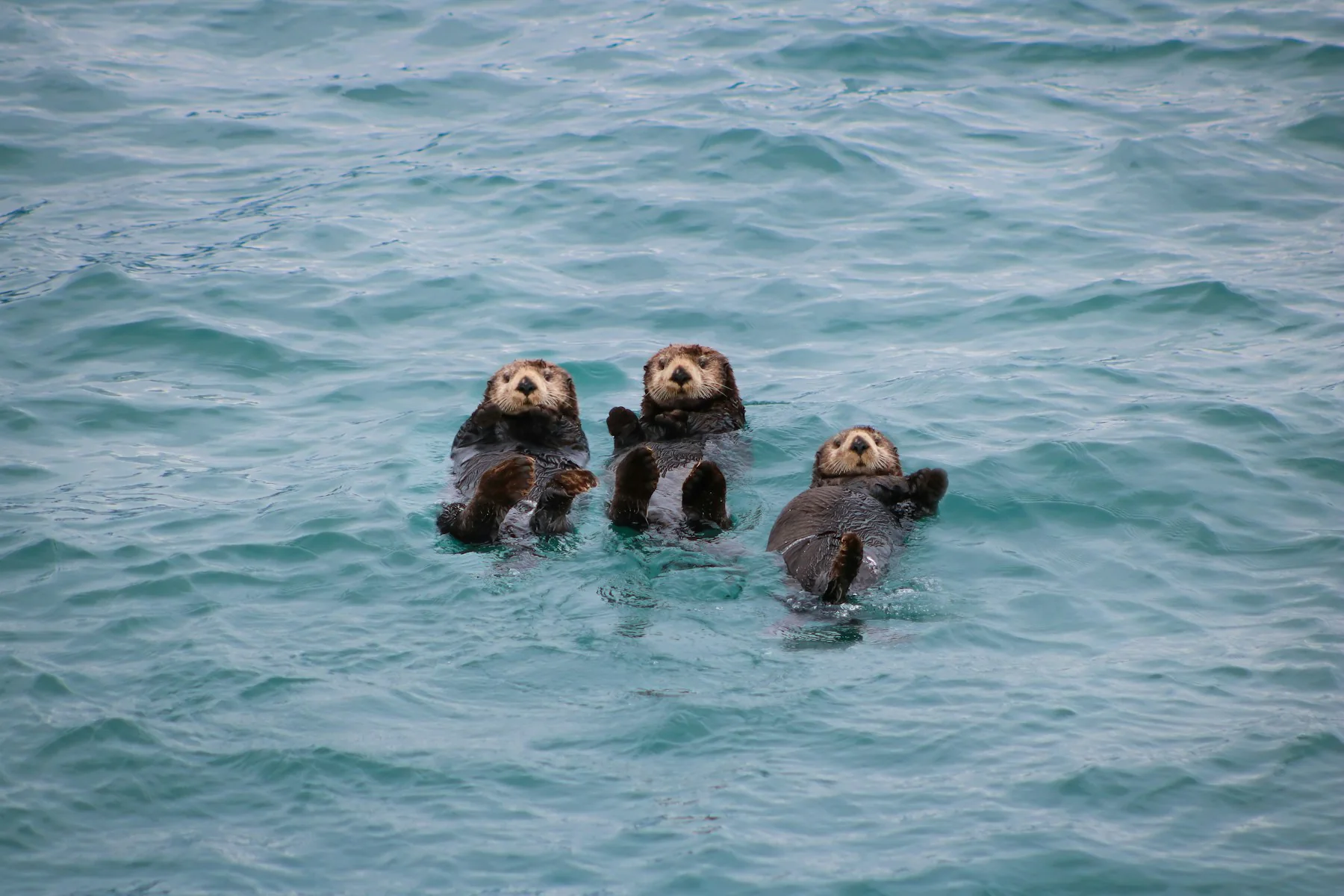 Sea otters in Alaskan coastal water