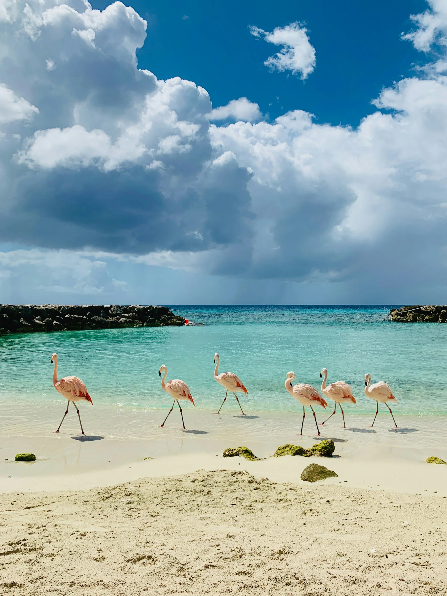 Flamingos walking beside the water in Aruba