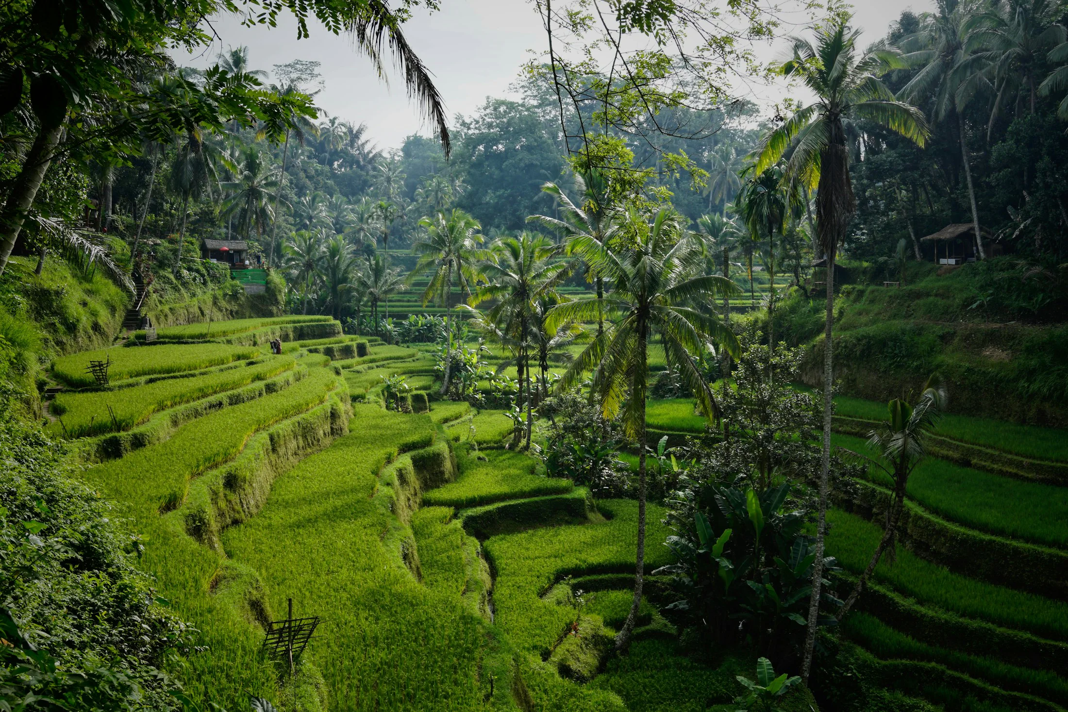 Bali rice terraces and palms