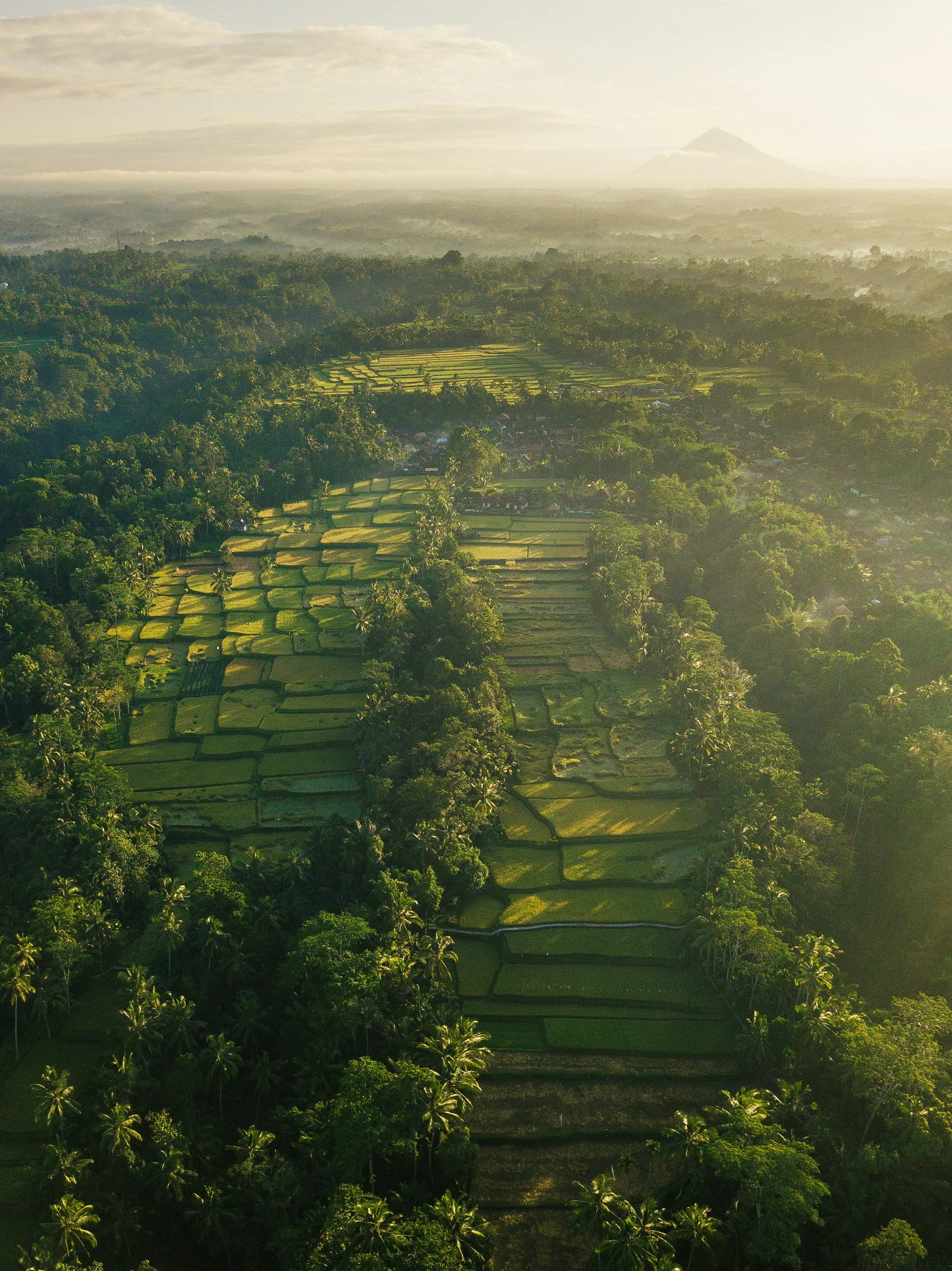 Bali rice fields