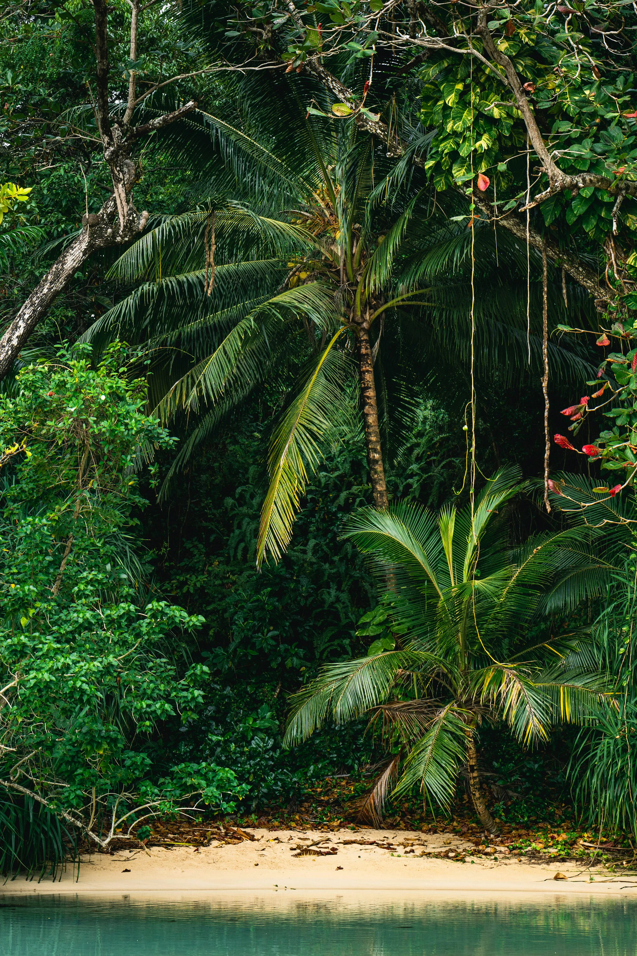 Palm-lined tropical beach
