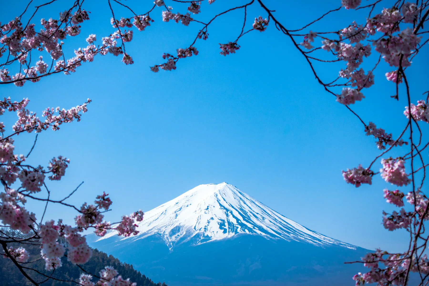 Mount Fuji framed by spring blossoms